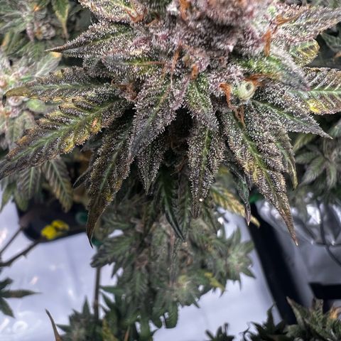Luke Skywalker growlog photo: 3 Liter klares Wasser pro Pflanze 