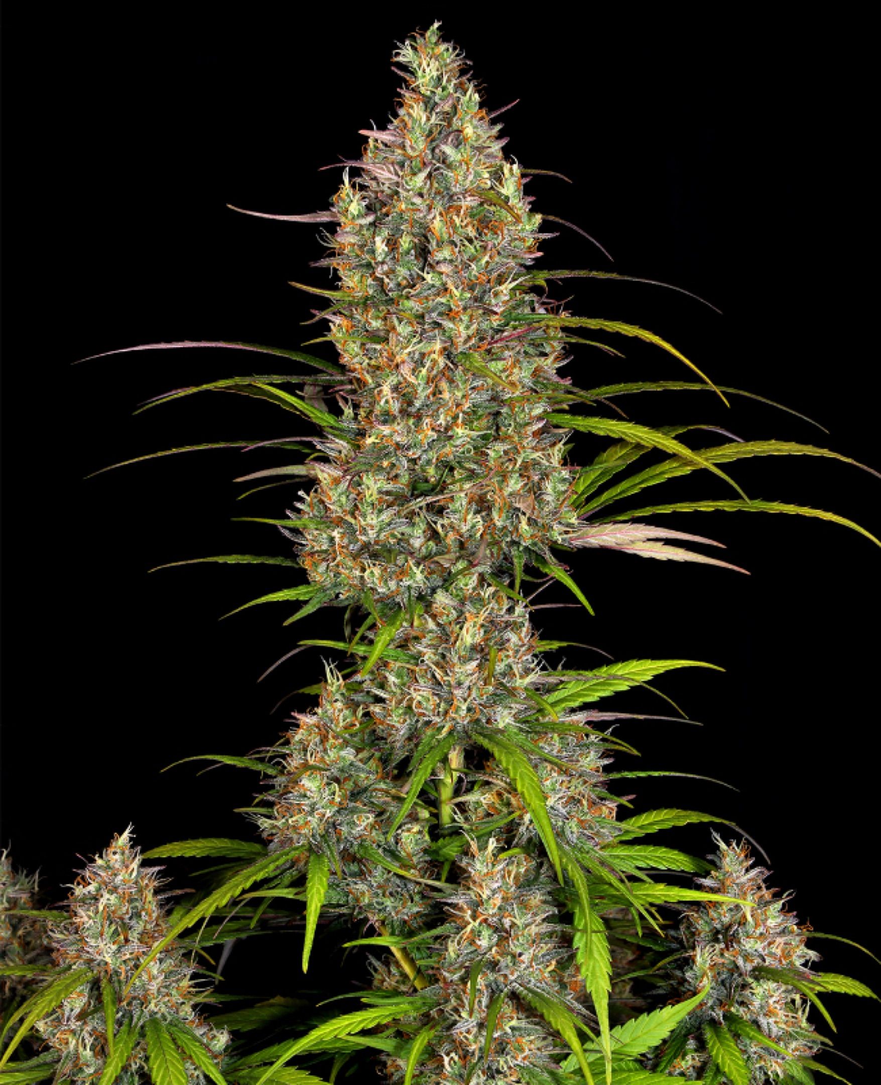 „Juicy“ Lucy growlog header