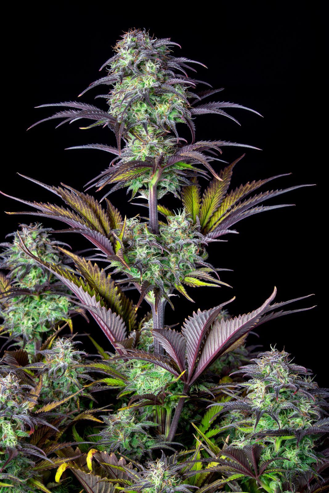 Lilly Vanilly growlog header