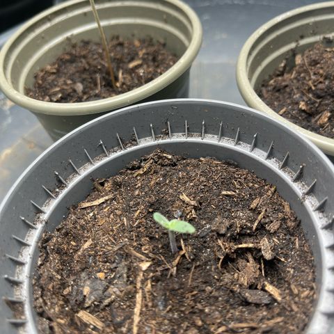 „Silly“ Lilly growlog timeline photo