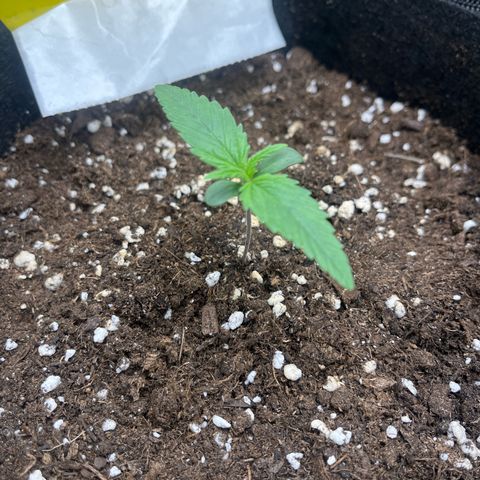 „Holy“ Honey growlog timeline photo