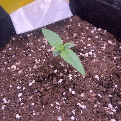 „Silly“ Lilly growlog timeline photo