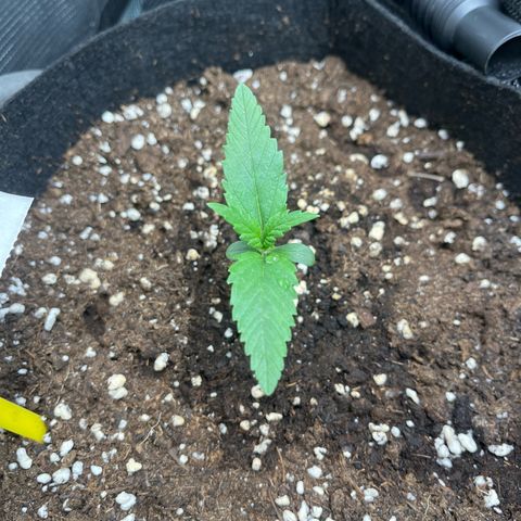 „Holy“ Honey growlog timeline photo