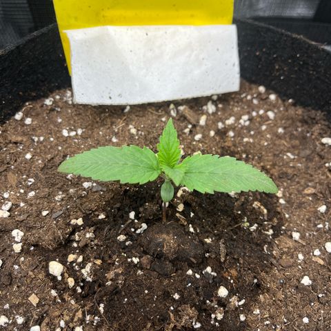 „Silly“ Lilly growlog timeline photo