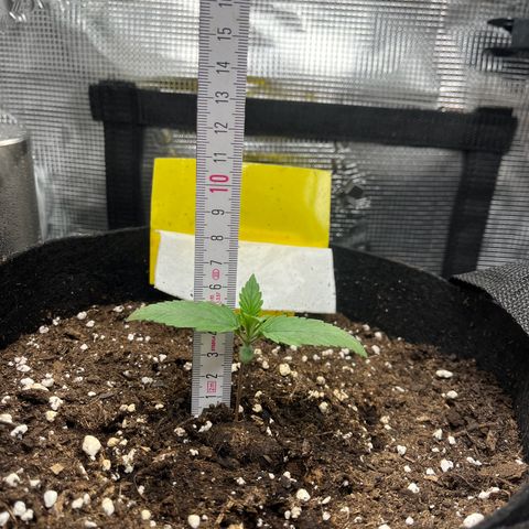 „Silly“ Lilly growlog timeline photo