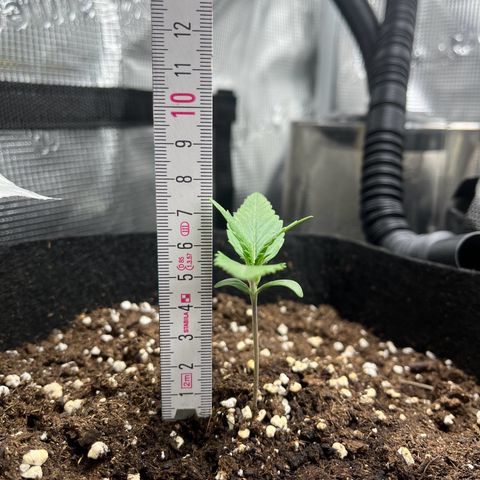 „Holy“ Honey growlog timeline photo