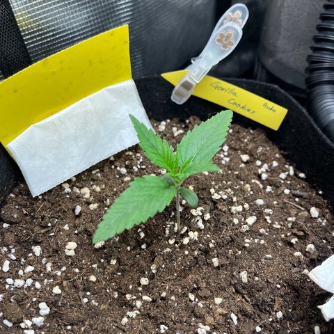 „Holy“ Honey growlog timeline photo