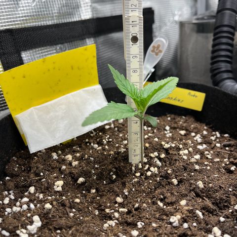 „Holy“ Honey growlog timeline photo