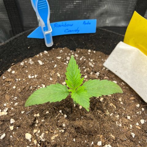 „Silly“ Lilly growlog timeline photo