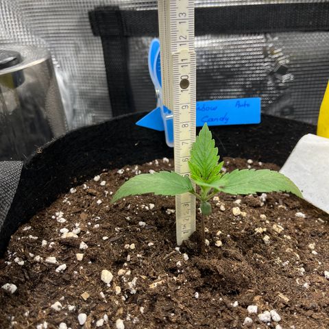 „Silly“ Lilly growlog timeline photo