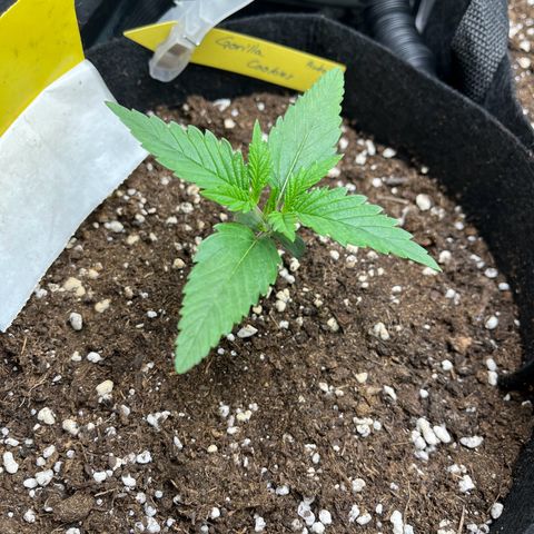 „Holy“ Honey growlog timeline photo