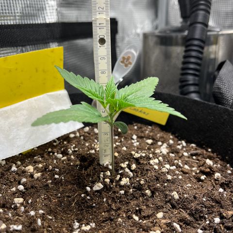 „Holy“ Honey growlog timeline photo