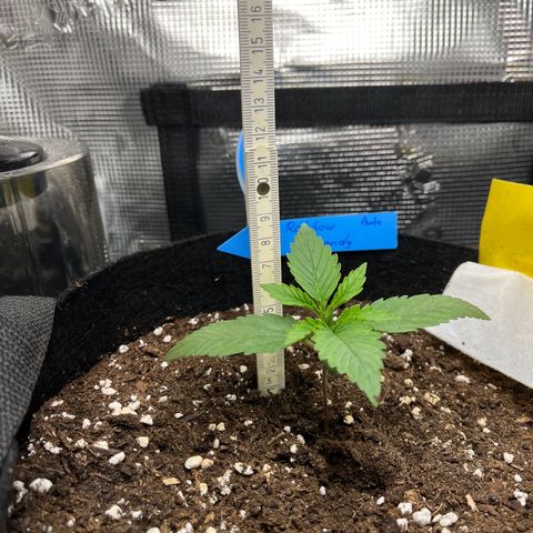 „Silly“ Lilly growlog timeline photo