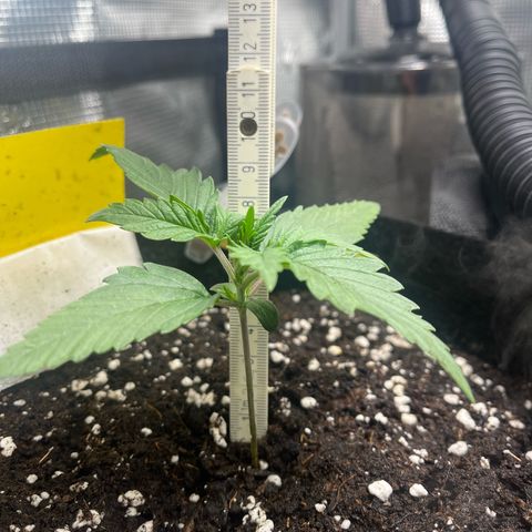 „Holy“ Honey growlog timeline photo