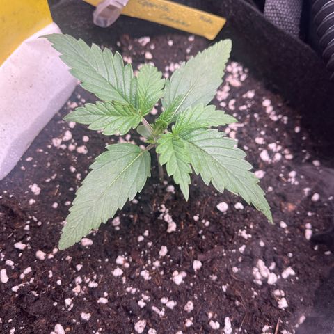 „Holy“ Honey growlog timeline photo