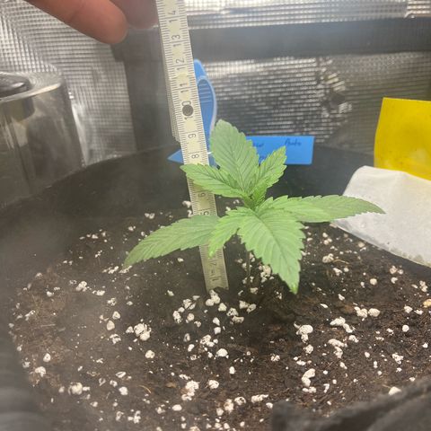 „Silly“ Lilly growlog timeline photo