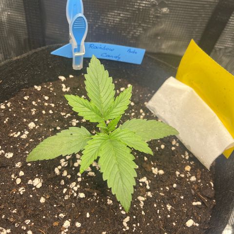 „Silly“ Lilly growlog timeline photo