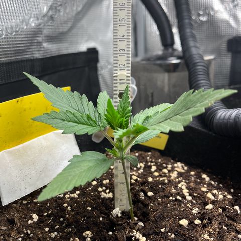 „Holy“ Honey growlog timeline photo