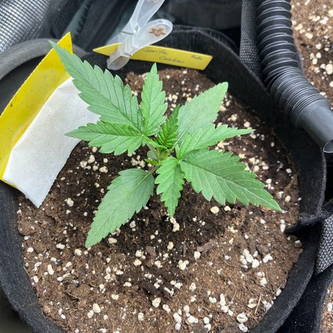 „Holy“ Honey growlog timeline photo
