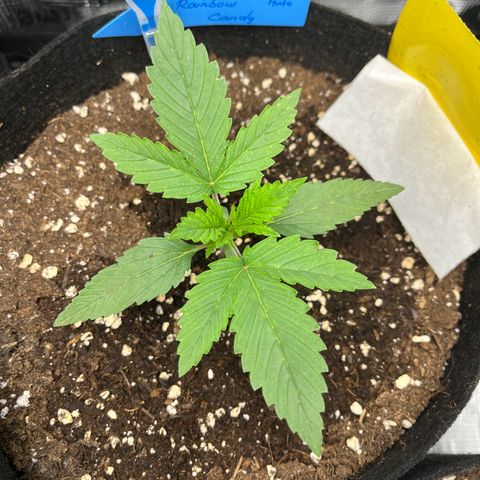 „Silly“ Lilly growlog timeline photo