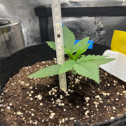 „Silly“ Lilly growlog timeline photo