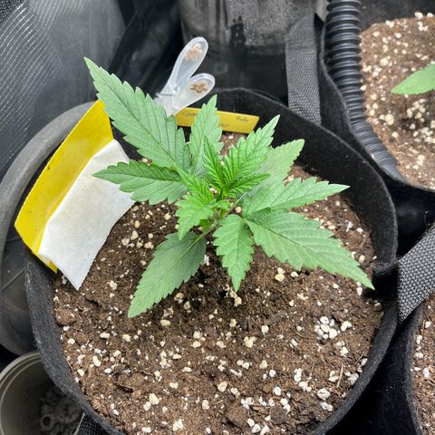 „Holy“ Honey growlog timeline photo