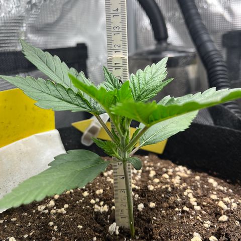 „Holy“ Honey growlog timeline photo