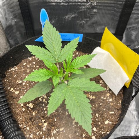 „Silly“ Lilly growlog timeline photo