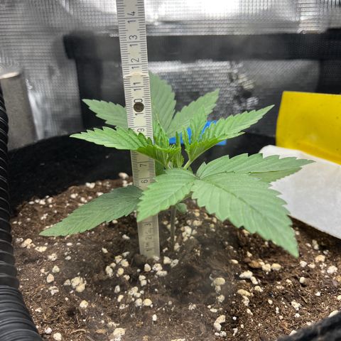 „Silly“ Lilly growlog timeline photo