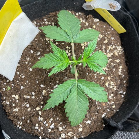 „Holy“ Honey growlog photo: Frimming, Trainingsvorbereitung