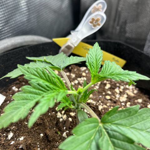 „Holy“ Honey growlog photo: Frimming, Trainingsvorbereitung