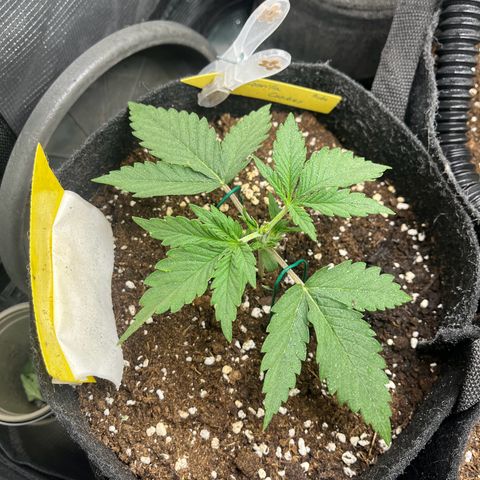 „Holy“ Honey growlog timeline photo