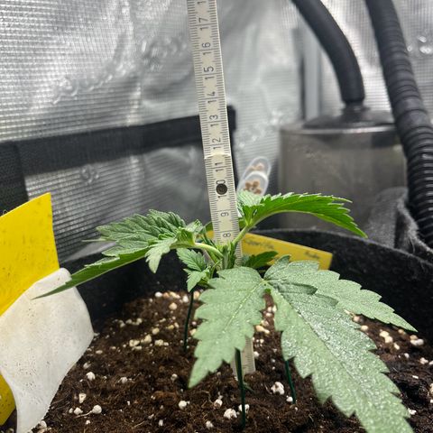 „Holy“ Honey growlog timeline photo