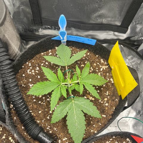 „Silly“ Lilly growlog timeline photo