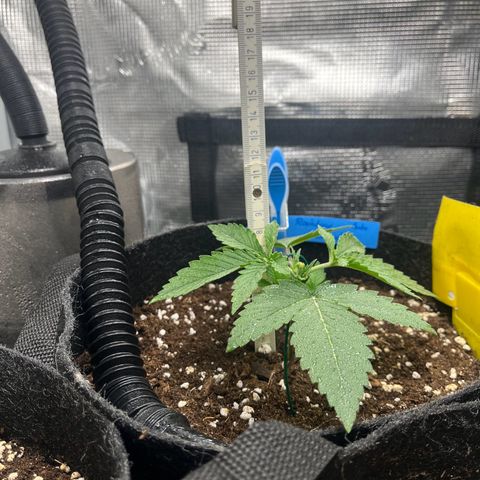 „Silly“ Lilly growlog timeline photo