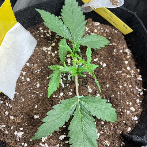 „Holy“ Honey growlog timeline photo