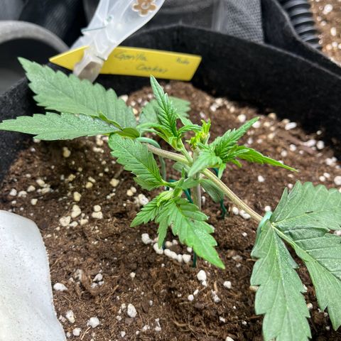„Holy“ Honey growlog timeline photo