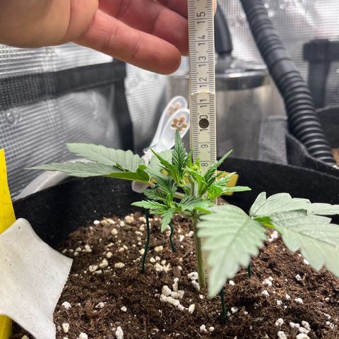 „Holy“ Honey growlog timeline photo