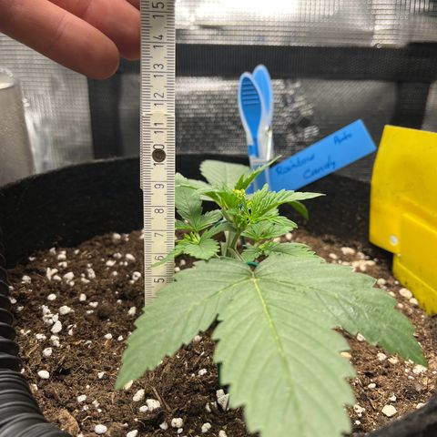 „Silly“ Lilly growlog timeline photo