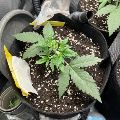 „Holy“ Honey growlog timeline photo