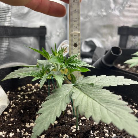 „Holy“ Honey growlog timeline photo