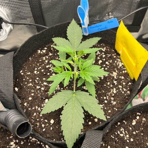 „Silly“ Lilly growlog timeline photo