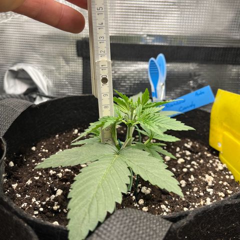 „Silly“ Lilly growlog timeline photo