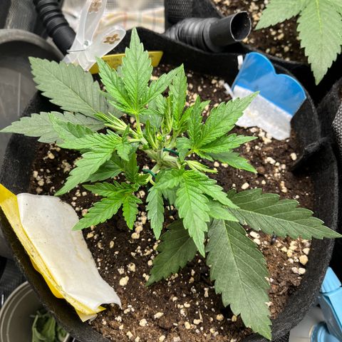 „Holy“ Honey growlog timeline photo