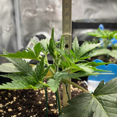 „Holy“ Honey growlog timeline photo