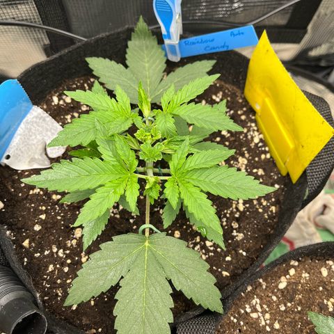 „Silly“ Lilly growlog timeline photo