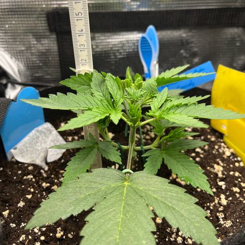 „Silly“ Lilly growlog timeline photo
