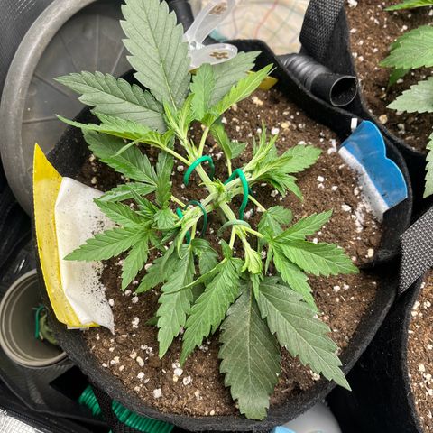 „Holy“ Honey growlog timeline photo