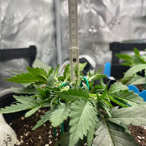 „Holy“ Honey growlog timeline photo