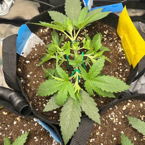 „Silly“ Lilly growlog timeline photo